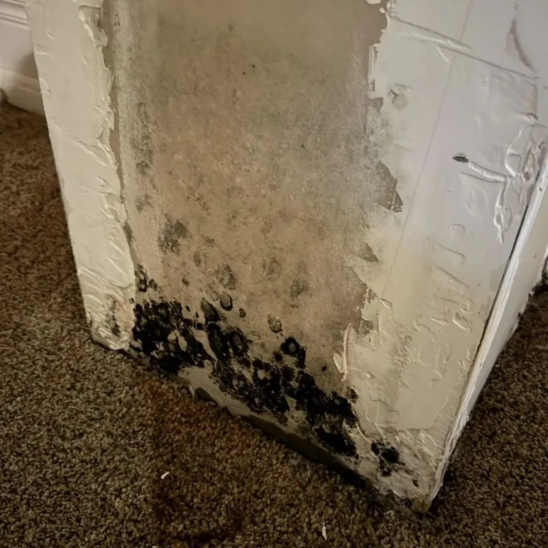 Professional Mold Removal in Fortville, IN